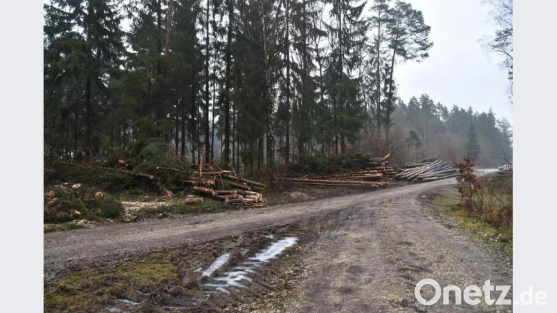 Forstliche Bestandspflege in der Wagensaß. Bild: Andreas Royer