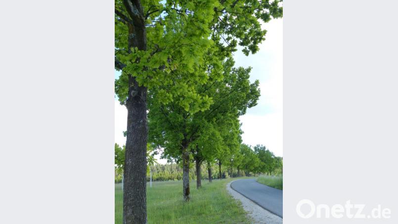 Die Baumallee südlich von Schlammersdorf ist auch in diesem Jahr vom Eichenprozessionsspinner befallen. Bild: lgc