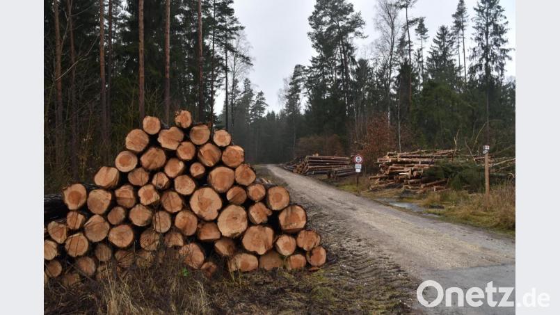 Diese starken Bäume wurden vom Forstbetrieb zugunsten der Naturverjüngung entnommen. Bild: Andreas Royer