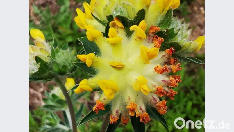 Die Blüte des Wundklees erinnert Leser Hermann Dotzler an die Darstellungen des Coronavirus. Bild: Hermann Dotzler