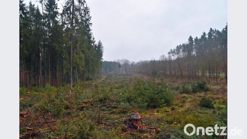 Auf dieser Fläche entlang der B 85 waren die Forstmaschinen im Einsatz. Bild: Andreas Royer