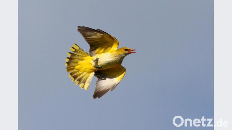 Selten zu sehen, ein fliegender Pirol. Der Pfingstvogel lebt in Weiden nur an einem Standort und zwar in den Naabauen am Hammerweg. Archivbild: exb/Zdenek Tunka - LBV