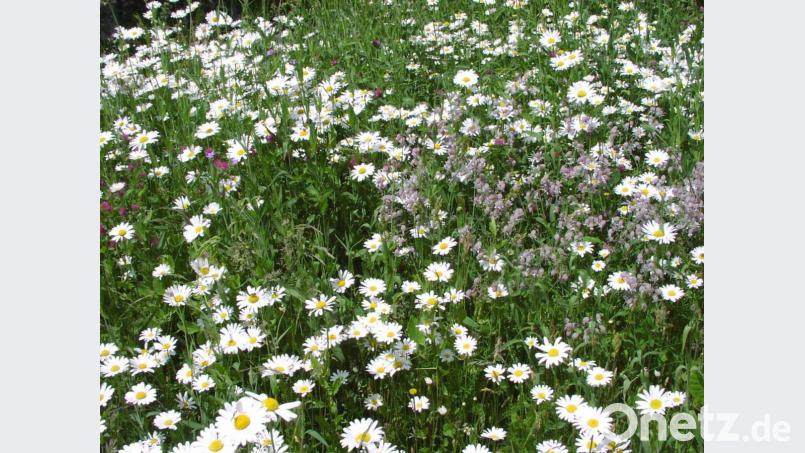 Eine Augenweide: Auf der naturnahen Blumenwiese dürfen Margeriten und Taubenkropf-Leimkraut blühen. Bild: Michaela Basler