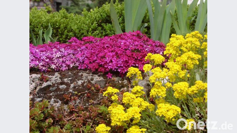 Auf der Trockenmauer gedeiht pinker Teppich-Phlox und gelbes Steinkraut. Bild: Michaela Basler
