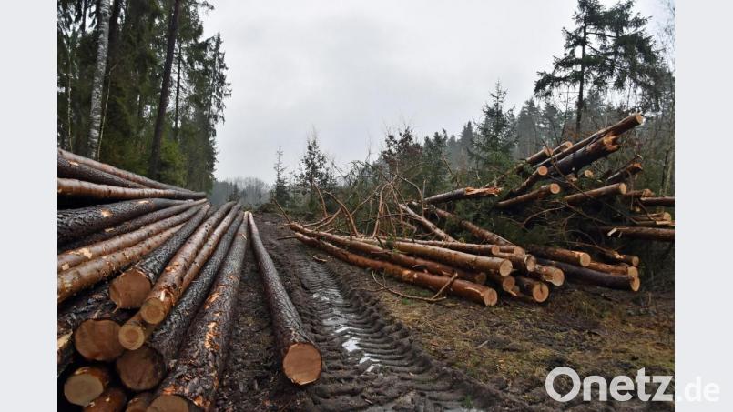 Die umfangreichen Baumfällungen auf dem Gelände des geplanten Fahrübungsplatzes der Bepo riefen die Umweltschützer auf den Plan. Bild: Andreas Royer