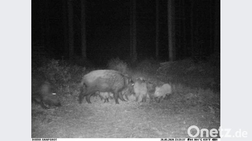 Hier sind zwei Bachen mit Frischlingen zu sehen. Erfasst hat sie die Wildkamera eines Jägers. Bild: Martin Vogt
