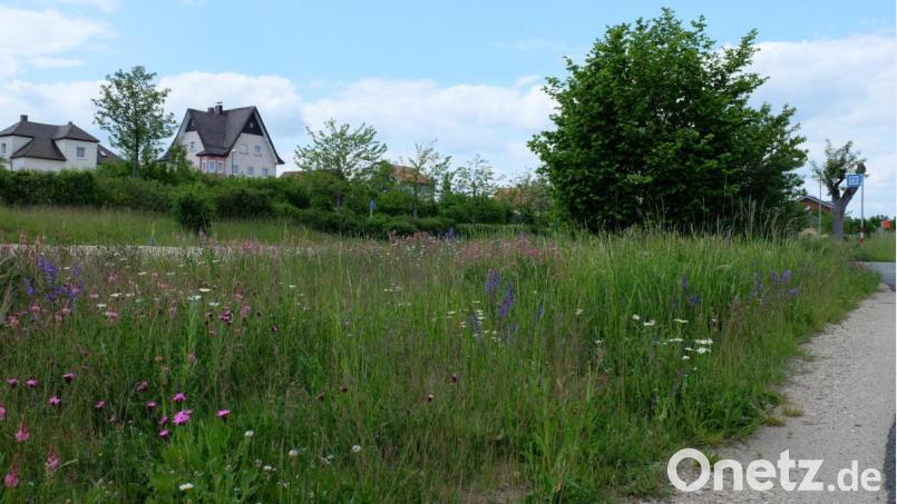 Einige Blühwiesen sind bereits im Stadtgebiet angelegt worden. Viele weitere sollen jetzt folgen. Bild: Stefanie Gradl