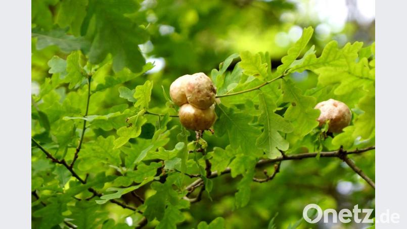 Das Werk der Eichengallwespe: Aus Eichenknospen haben sich kleine "Äpfel" herausgebildet. Bild: bkr