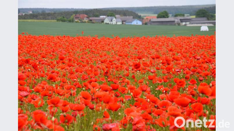 So schön kann Sommer sein. Bild: bö