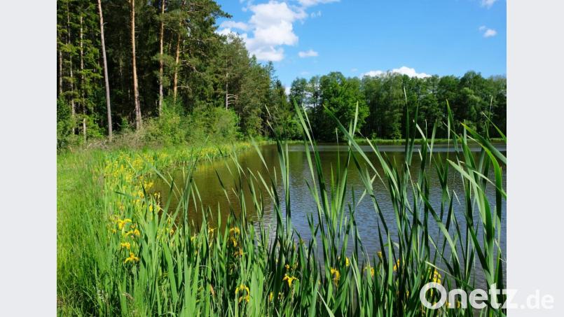 Alljährlich ist ab Ende Mai am Sinterweiher bei Metzenhof ein leuchtend gelbes Naturerlebnis zu beobachten Bild: do
