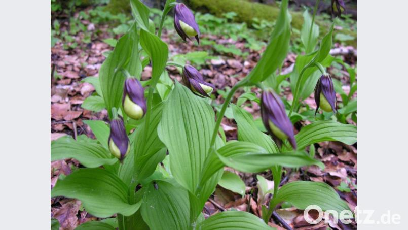 Eine seltene und deshalb streng geschützte Schönheit: Der gelbe Frauenschuh – hier ist der namensgebende mittlere Teil noch grün, weil noch nicht voll aufgeblüht – ist eine vom Aussterben bedrohte Orchideenart. Dieses Exemplar wurde im Landkreis Amberg-Sulzbach fotografiert. Wo, das wird allerdings nicht verraten, denn Besucherströme täten dieser zarten Pflanze nicht gut. Bild: bö