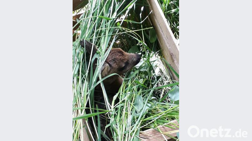Bereits 93 Kitze fand Bernd Bock aus Waidhaus mithilfe von Drohneneinsätzen. Hier wird das Tier in einer mit Gras befüllten Holzkiste aus der Wiese genommen. Es darf keine menschliche Witterung annehmen, weil die Rehgeißen sonst den Nachwuchs verstoßen. Bild: exb/Christian Ertl