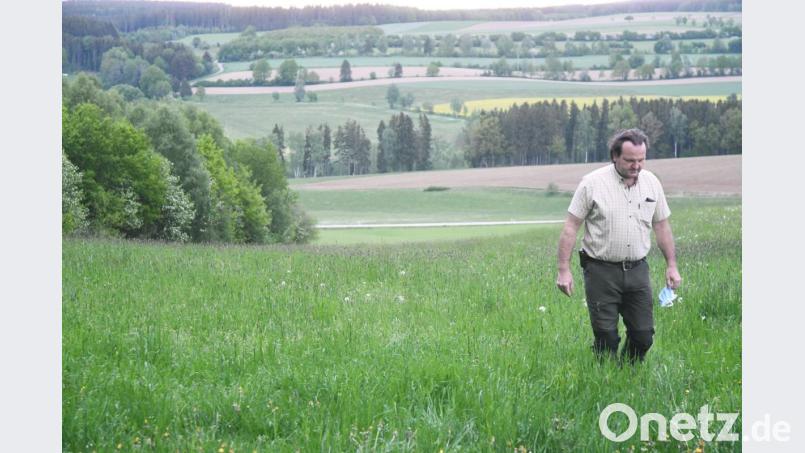 Christian Ertl, Vorsitzender der BJV-Kreisgruppe Vohenstrauß, geht derzeit viele Wiesen ab, um sicherzugehen, dass sich keine Rehkitze oder Junghasen darin aufhalten. Erst dann können die Landwirte die Wiesen abmähen. Bild: Gabi Schönberger