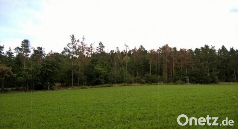 An diesen Wald bei Traunricht zeigt sich die Schädigung der Bäume. Die rotbraun gefärbten sind abgestorben Bild: Forstverwaltung/exb