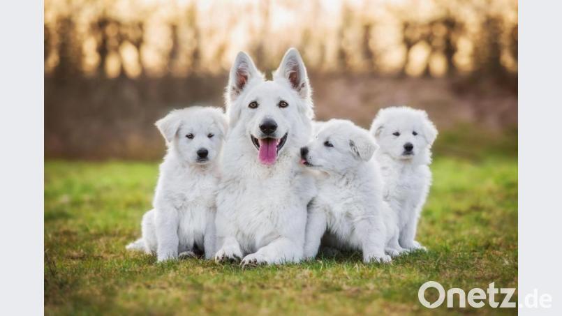 Hund in Bayern hören besonders häufig auf die Namen Sam, Luna und Emma. Bild: AGILA/Fotolia/Grigorita Ko