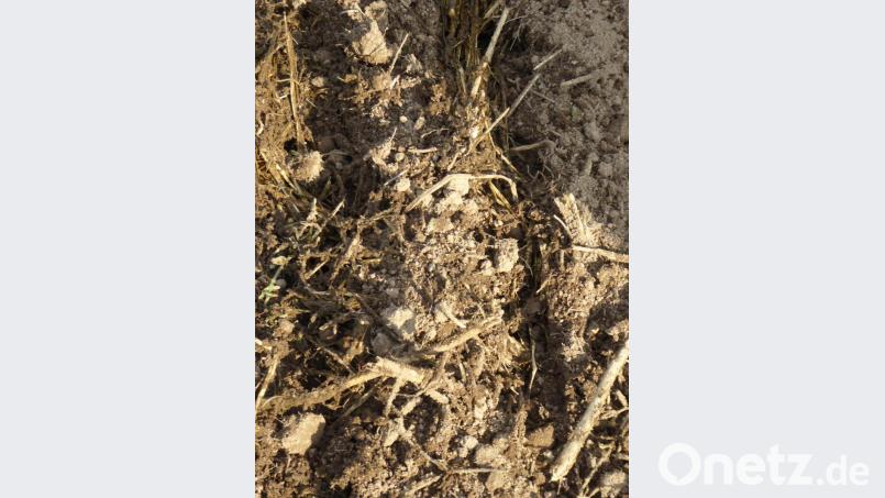Die Mulchauflage soll den Boden vor Erosion schützen. Bild: exb