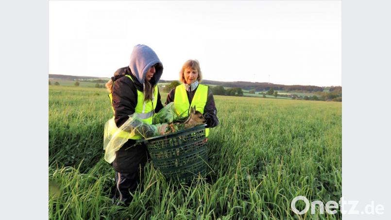 Andrea Müller Klarner und Heidemarie Schünzel (v. li.) bergen ein Kitz aus der Wiese von Biobauer Freundl. Das Tier wurde mit einer an einer Drohne instgallierten Wärmebildkamera geordet und damit vor dem Mähtod bewahrt. Bild: ubb