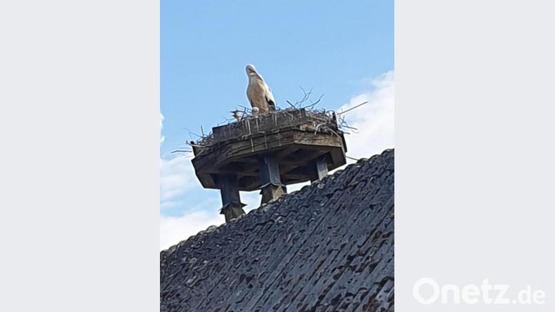 Das Storchenpaar auf dem Horst des Manteler Anwesens der Familie Lenkeit hat erfolgreich zwei Junge ausgebrütet. Jetzt t ist zu hoffen, dass die Eltern ausreichend Nahrung finden, damit der Nachwuchs groß und stark wird. Bild: sei