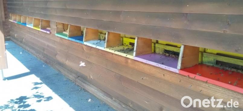 In einer Belegstelle werden in sogenannten Begattungskästchen kleine Begattungsvölker mit Arbeiterinnen und einer jungen, unbegatteten Bienenkönigin aufgestellt – aber ohne Drohnen. Die Paarung der Honigbienen findet im Flug statt. Bild: exb