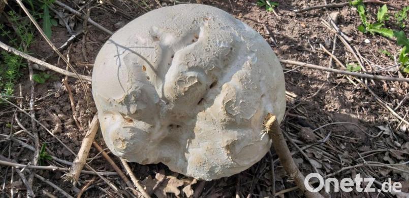 Einer der beiden Riesenboviste, die Robert Wilfert in der Nähe eines Parkplatzes an der B 14 bei Gebenbach entdeckt hat. Bild: Robert Wilfert