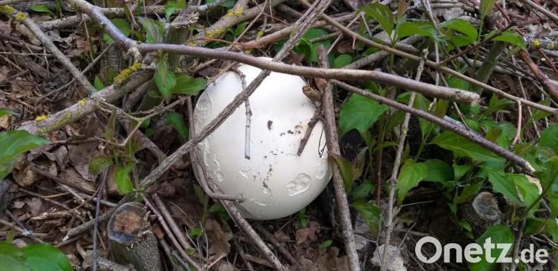 Das kleinere Riesenbovist-Exemplar bringt es immerhin noch auf die Größe eines Handballs. Bild: Robert Wilfert