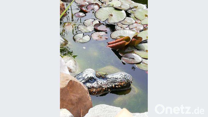 Diese Aufnahme machte Peter Klose an seinem Koiteich in Hahnbach. Zum Glück ist nur der Frosch echt. Bild: Peter Klose/exb