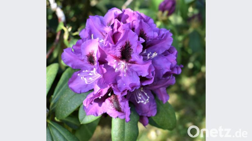Schön sind die einzelnen Blüten der Rhododendren. Bild: rgr