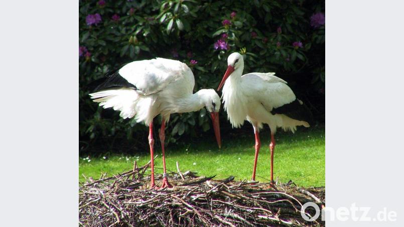 Storchennest: Diesen Namen bekommt der neue Kindergarten in Diendorf. Symbolbild: Gerhard Götz
