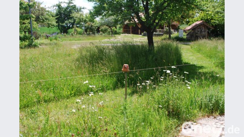 Auf den gemähten Wegen kann man die Kreislehrgarten-Wiese hautnah erleben: im Wind wogende Grashalme, duftende Blühstreifen und unzählige Insekten. Dennoch gibt es Besucher, die dieses Fleckchen Erde scheinbar nicht zum Genießen besuchen, sondern zum Stehlen oder sogar Randalieren. Bild: exb