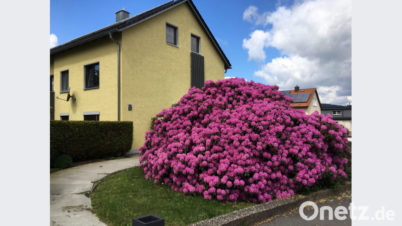 Allerorts ist eine Blumenpracht in der Landschaft und den Gärten zu bewundern. Hier ein schöner Rhododendronbusch in Pleystein. Bild: tu