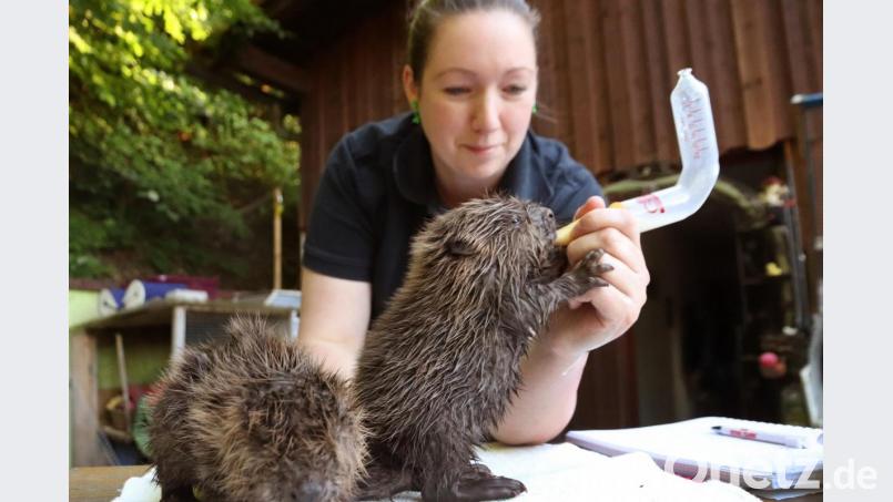 Die Tierpflegerin Stephanie Schwarz füttert ein Biber-Baby mit Milch. Bild: Benjamin Liss/dpa