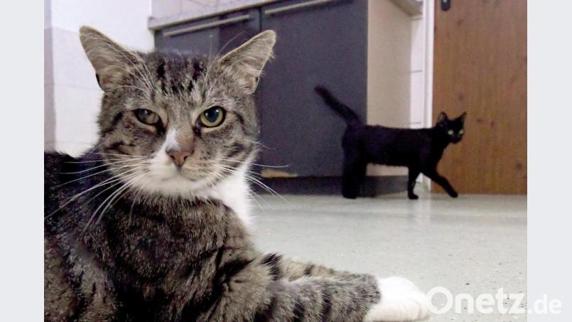 Zwei Kater warten im Tierheim auf eine neue Familie. Foto: Carsten Rehder/dpa/Symbolbild Bild: Carsten Rehder
