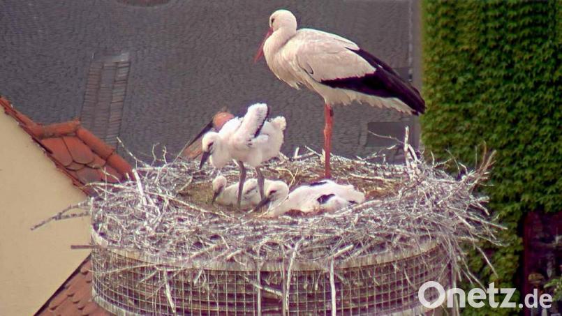 Entspannt auf einem Bein beäugt der große Storch seinen Nachwuchs: Drei Jungvögel wachsen im Horst auf dem Alten Schulhaus in Weiden heran. Bild: Webcam Stadt Weiden