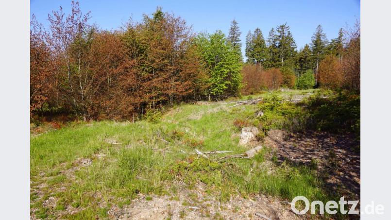 Auf der internationalen Versuchsfläche stehen vital aussehende grüne Buchen neben solchen mit erheblichen Frostschäden und braunen Blättern. . Bild: bkr