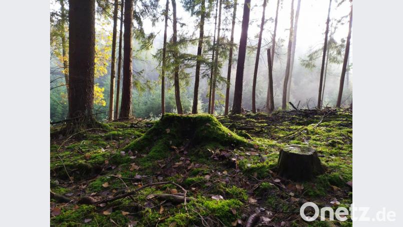 Eines der Bilder aus dem Wettbewerb des Vorjahres, die in der Außenstelle des Rathauses die Wand schmücken: Baumstamm von Jessica Mehlhorn Bild: Jessica Mehlhorn/exb