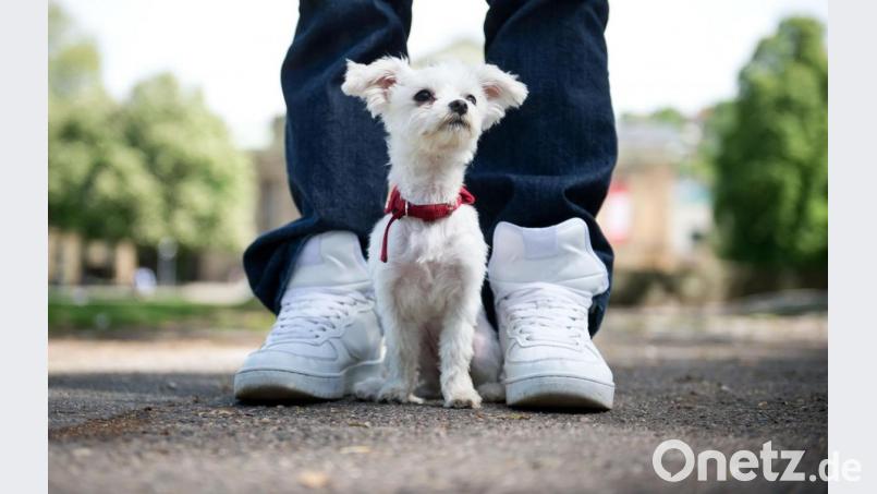Hund und Herrchen sind bereit: Doch was ist eigentlich beim Gassi-Gehen erlaubt, was verboten? Bild: Daniel Naupold/dpa