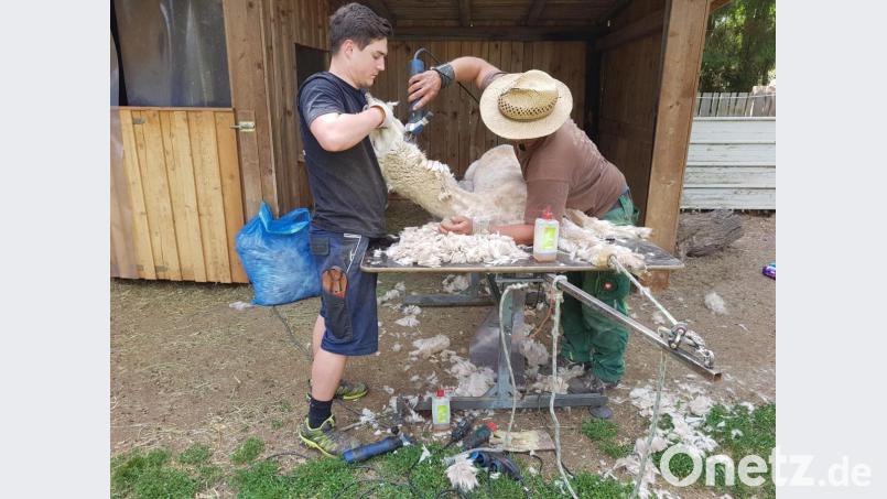 Gefühlvoll, aber bestimmt gehen die Alpakasscherer ans Werk Bild: hme