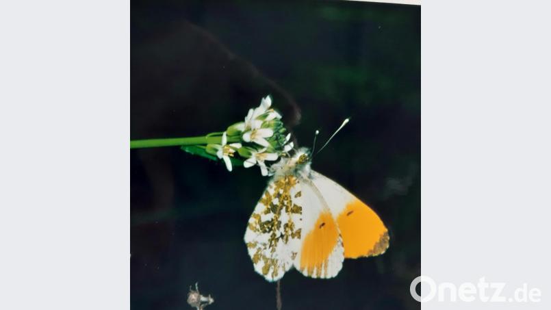 Schmetterling Aurora auf Wiesenschaumkraut Bild: gis