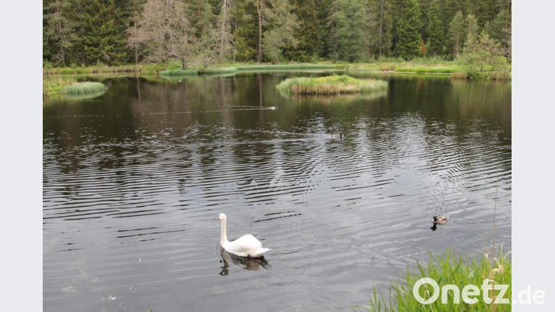 Der junge Schwan genießt die Idylle und die Partnerschaft mit den Wildenten. Bild: pi