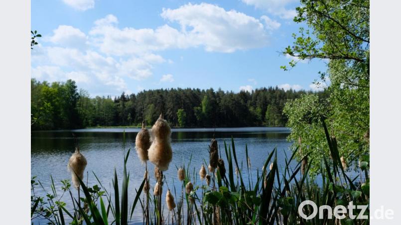 Eine Tour entlang des Naturschutzgebietes &quot;Eschenbacher Weiherkette&quot; eröffnet Wanderern und Radlfahrern Einblicke in eine faszinierende Tier- und Pflanzenwelt. Bild: do