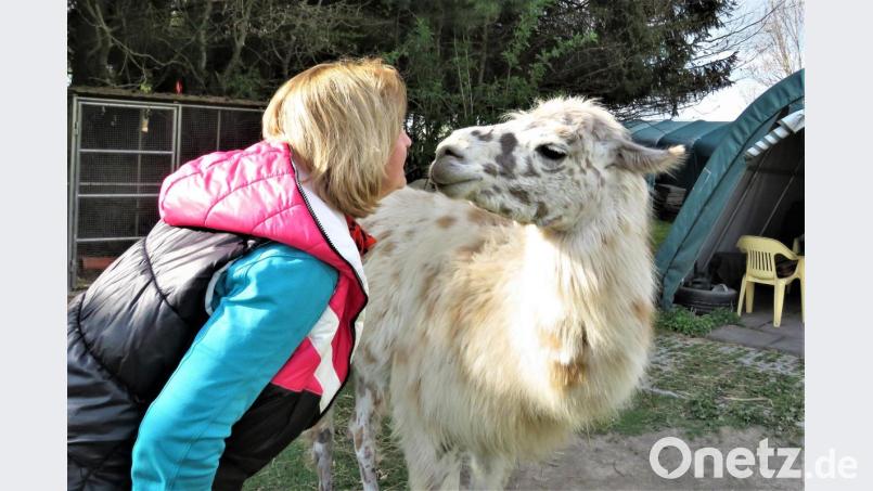 Berta Frank knutscht liebend gern mit ihren Lamas. Noch lieber unternimmt sie mit ihren Tieren aber Gruppenwanderungen. Bild: ubb