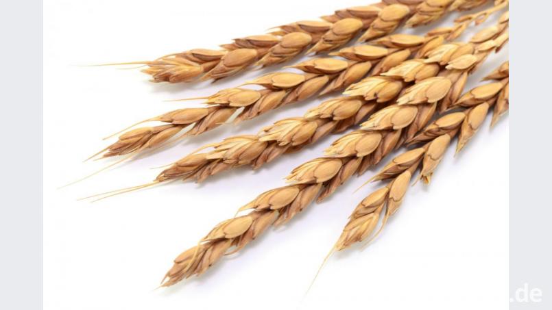 Im Gegensatz zur traditionellen Küche setzt die Hildegard-Küche anstatt auf Weizen auf Dinkel als Haupt-Getreide. Bild: photocrew – stock-adobe.com