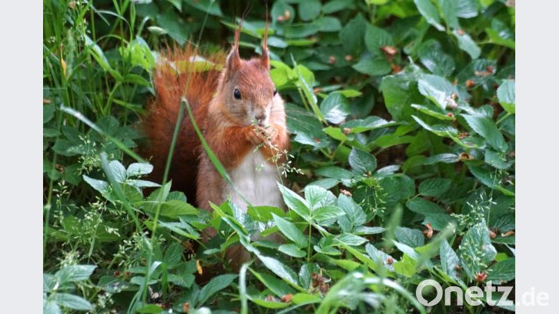 Auch da findet sich eine ausgiebige Mahlzeit. Bild: bkr