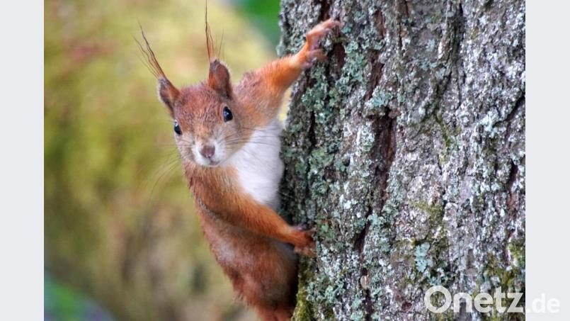 Junge Eichhörnchen suchen unter der Rinde im Kirschbaum vor dem Arbeitszimmer unseres freien Mitarbeiters nach Sonnenblumenkernen. Bild: bkr