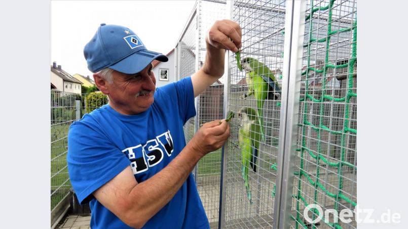 Futter fassen: Steckt Willi Kilian ein paar Salatblätter durchs Gitter der Voliere, sind die beiden Australischen Sittiche sofort da. Bild: ubb