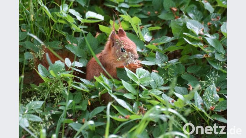 Auch da findet sich eine ausgiebige Mahlzeit. Bild: bkr