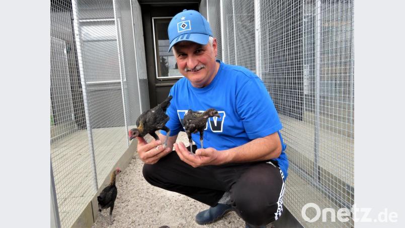 Die Modernen Englischen Zwergkämpfer sind sehr zutraulich. Geht Willi Kilian in ihren Käfig, laufen sie ihm sofort nach und lassen sie auch auf die Hand setzen. Bild: ubb