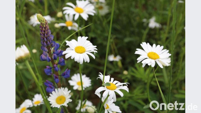 &quot;Die kleine Schwester der Sonnenblume&quot;, hier mit einer Lupine auf einer Brachfläche bei Gleiritsch. Bild: akp