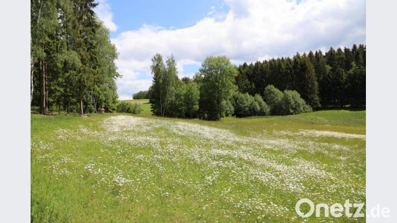 Noch gibt es sie, die Margeritenwiesen, wie hier in der Nähe von Schömersdorf. Bild: akp