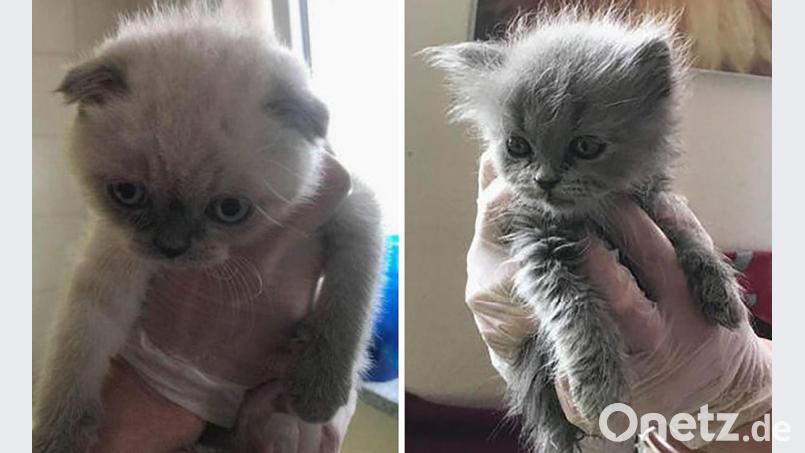 Einsatzkräfte des Zolls haben in einem Transporter ausgehungerte Katzenbabys entdeckt. Hier im Bild: Smeagol (links) und Mathilda Bild: Tierheim Hersbruck